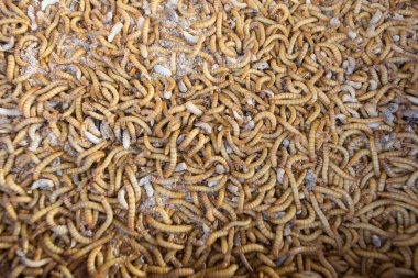 Larvalı bir gruptaki