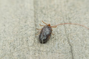 Köpek keneler makro