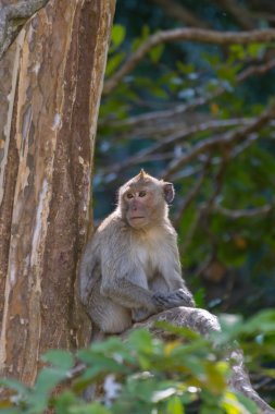 Ağaçta oturan maymun.