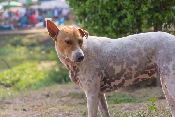 Tailandés perro callejero — Foto de Stock
