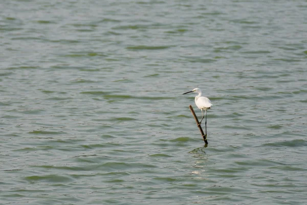 Vogel (zilverreiger of Heron) — Stockfoto