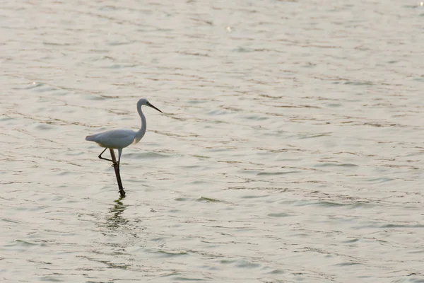 Pássaro (Egret ou Heron ) — Fotografia de Stock