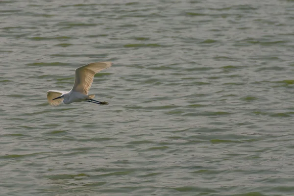 Vogel (zilverreiger of Heron) — Stockfoto