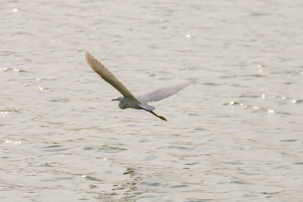 Oiseau (aigrette ou héron) ) — Photo