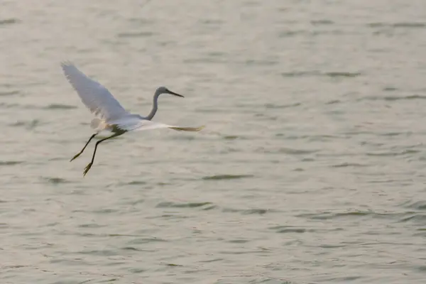 Vogel (zilverreiger of Heron) — Stockfoto