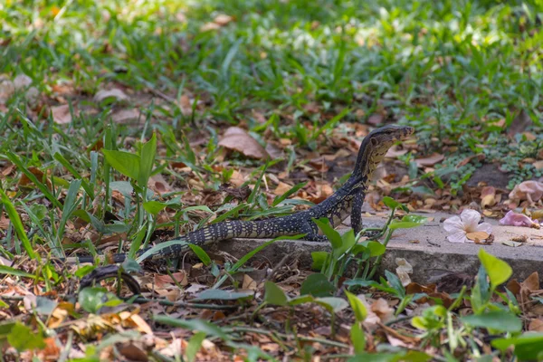 Asian water monitor lizard — Stock Photo, Image