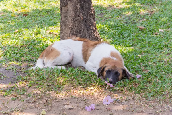 Tailandês cão vadio — Fotografia de Stock