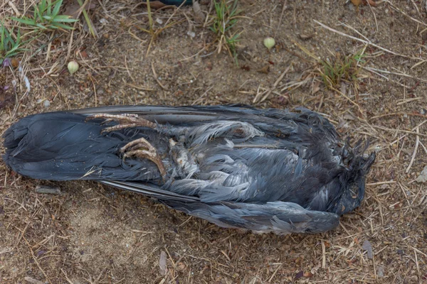 Kuş (güvercin) ölü — Stok fotoğraf