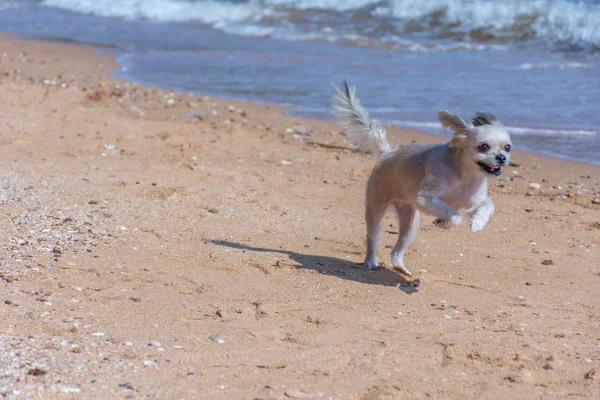 Pies tak słodkie podróży plaży, kolor beżowy — Zdjęcie stockowe
