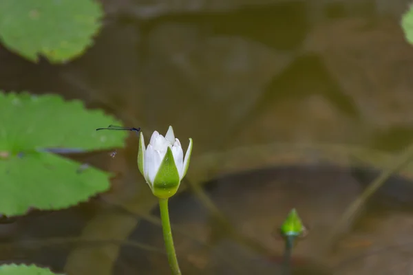 Lotus bloem wit kleur — Stockfoto