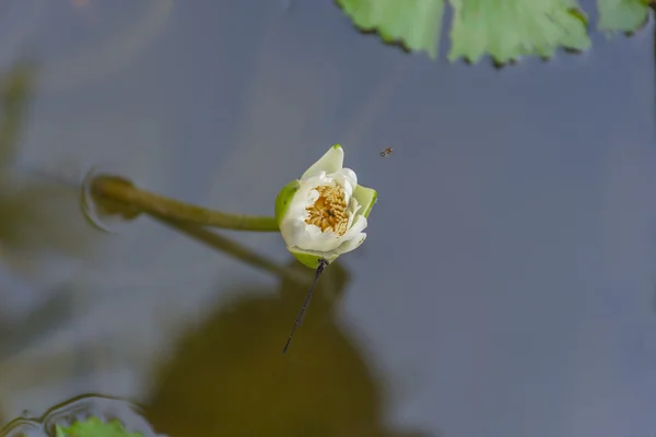 Kolor biały kwiat lotosu z dragonfly — Zdjęcie stockowe