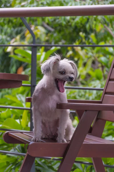 Cão tão bonito na cadeira — Fotografia de Stock