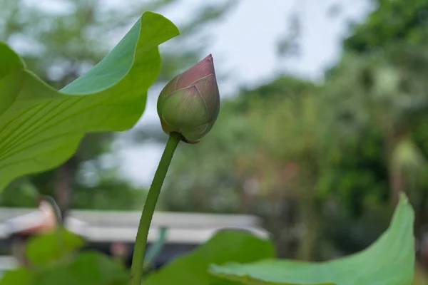 Flor de lótus cor verde — Fotografia de Stock