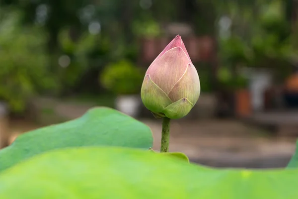 Flor de lótus rosa cor verde — Fotografia de Stock