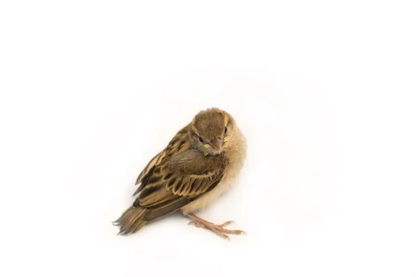 Bird Eurasian Tree Sparrow — Stock Photo, Image