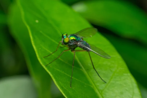 Makro des Insektenfokus im Auge — Stockfoto