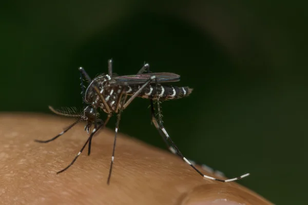 Macro de mosquito (Aedes aegypti) chupando sangre —  Fotos de Stock