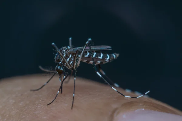 Macro de mosquito (Aedes aegypti) chupando sangre —  Fotos de Stock