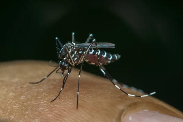 Macro de mosquito (Aedes aegypti) chupando sangre —  Fotos de Stock