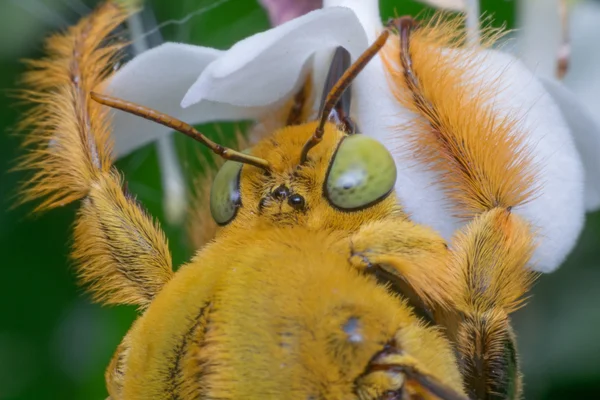 Macro of Bee (Bumblebee) insect — Stock Photo, Image