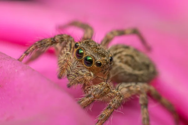 Μακροεντολή εντόμων εστίασης αράχνη στο μάτι — Φωτογραφία Αρχείου