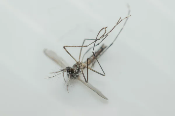 Macro de mosquito (Aedes aegypti), aislado sobre fondo blanco —  Fotos de Stock