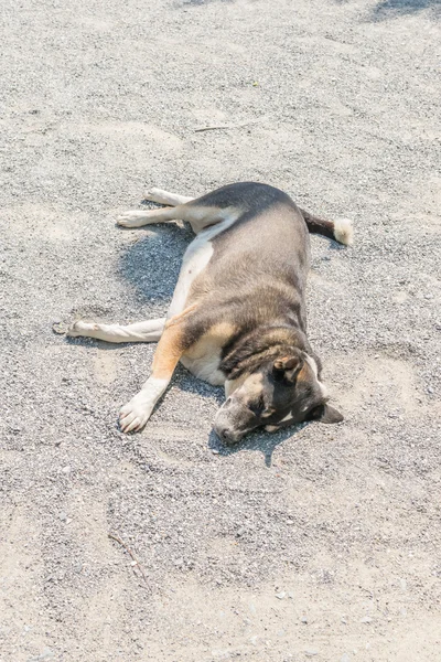 Cão marrom tailandês — Fotografia de Stock