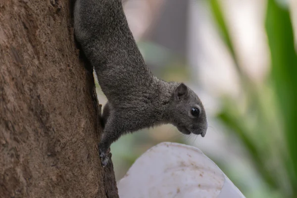 Écureuil accroché à une branche d'arbre — Photo