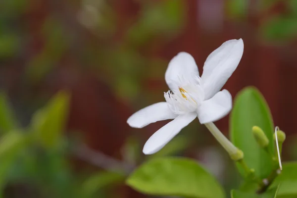 Color blanco de la flor — Foto de Stock