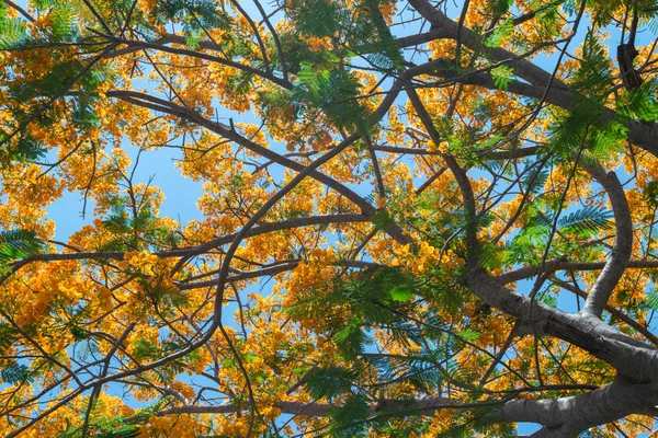 ツリー上の孔雀の花 — ストック写真