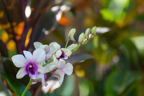 Orchidées fleur blanc pourpre couleur — Photo