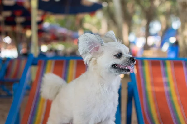 Cane così carino viaggiare in spiaggia, colore beige — Foto Stock