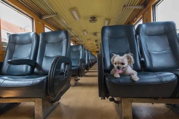 Hund fährt mit der Bahn — Stockfoto