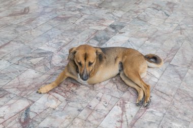 Kusur köpek Üç ayaklı