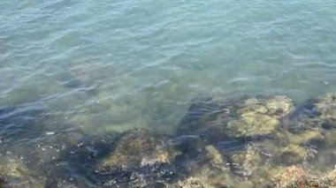 plaj ve tropikal deniz