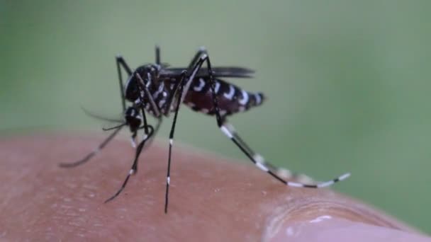 Macro de mosquito (Aedes aegypti) chupando sangre — Vídeo de stock