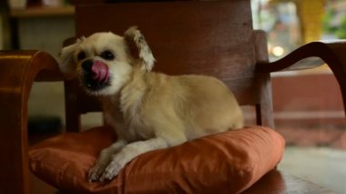 Sandalyede çok şirin köpek