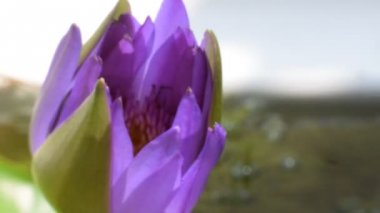 Arı ile mor lotus çiçeği