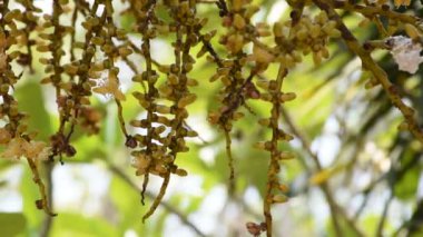 Çiçek tohum ve polen arı ile