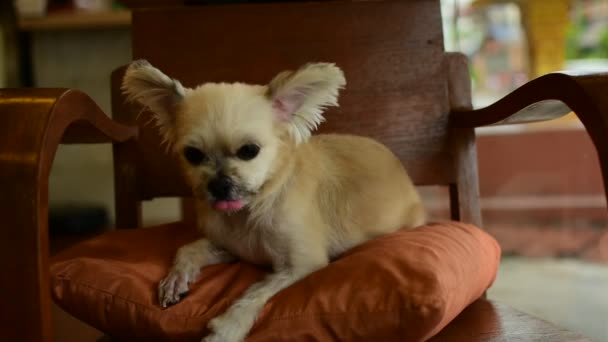 Chien si mignon sur chaise — Video