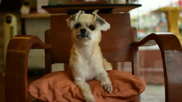 Σκύλος τόσο χαριτωμένα σε καρέκλα — Αρχείο Βίντεο