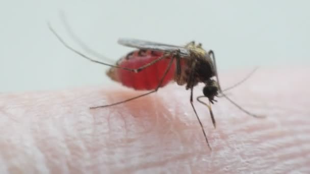Macro of mosquito (Aedes aegypti) sucking blood — Stock Video