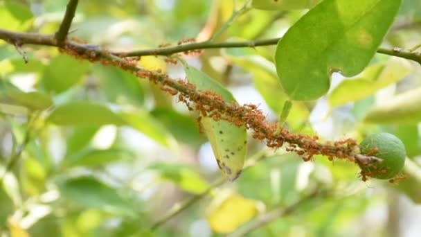 Красные муравьи идут к лимонным фруктам — стоковое видео