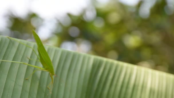 Grasshopper en hoja de plátano — Vídeos de Stock
