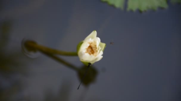 Flor de lótus branco com abelha e libélula — Vídeo de Stock