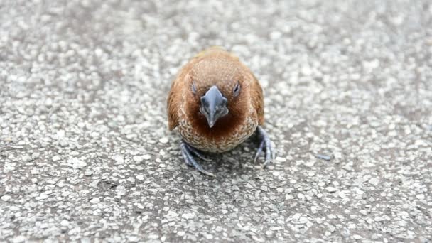 Bird White-rumped Munia (Lonchura striata) flapper or baby bird — Stock Video