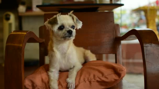 Cão tão bonito na cadeira — Vídeo de Stock