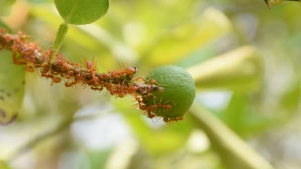 Red ants walking to the lemon fruit — Stock Video