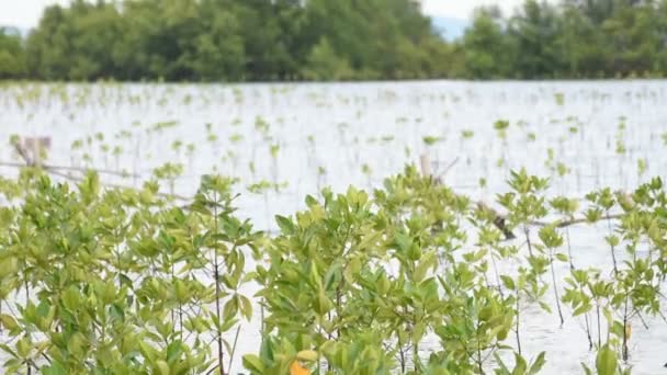 Bosque de manglar (Thung Prong Thong ) — Vídeos de Stock