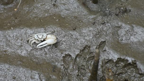 Granchio (Sesarma meder) nella foresta di mangrovie — Video Stock